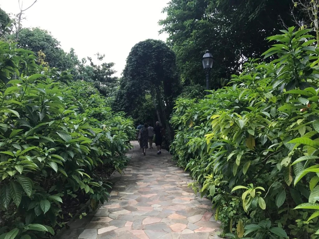 シンガポール植物園の緑道